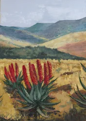 Aloe Vermelho na Encosta