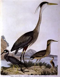 Garças, gravadas por I. G. Marnicke (gravura colorida)