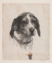 A cabeça de um cão