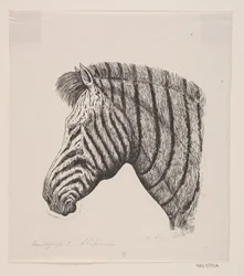 Cabeça de uma zebra