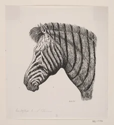 Cabeça de uma zebra