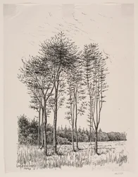 Árvores de faia brotadas