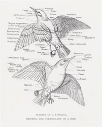 Diagrama de um estorninho, definindo a terminologia de um pássaro (litho)