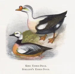 Rei Eider-Duck, Eider-Duck de Steller