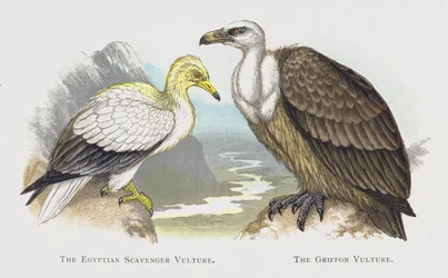 O Abutre Egípcio, O Abutre Griffon