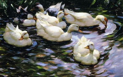 Patos nadando em um lago iluminado pelo sol