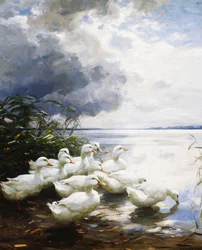 Patos na Borda do Lago