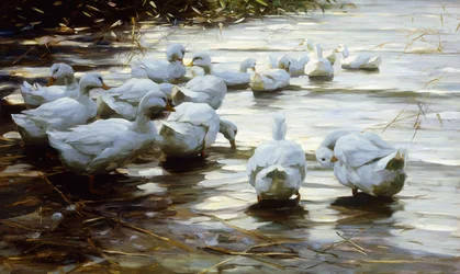 Patos em águas rasas junco; Patos em águas rasas com juncos