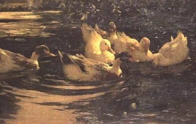 Patos em um lago