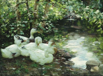 Cinco patos no rio, costa pedregosa; Funf Enten am Bach, Steiniges Ufer