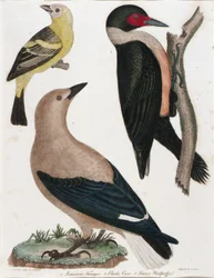 Tangerina da Louisiana, Corvo de Clark, Pica-pau de Lewis