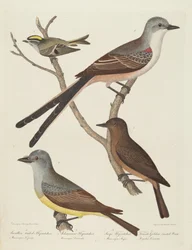 Papa-moscas-de-cauda-bifurcada, papa-moscas-do-Arkansas, papa-moscas-de-Say e carriça-de-crista-dourada fêmea