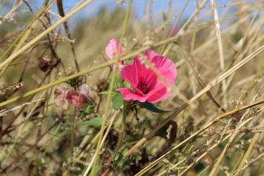 Florescer ao vento