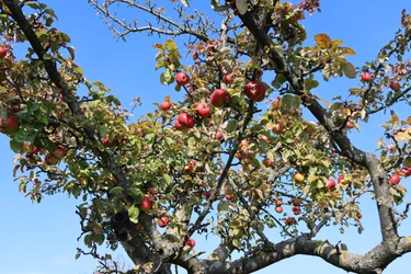 frutos vermelhos