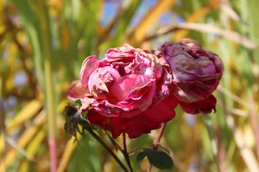 Rosas murchas no final do Verão