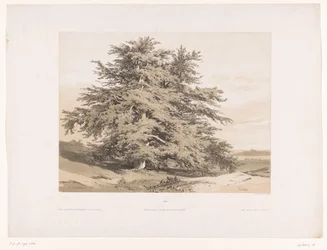 Paisagem com cedros
Cèdres (título sobre o objecto)