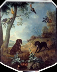 Nutmeg e Hermine, os cães de Luís XIV (1638-1715). Pintura de François Desportes (1661-1743)