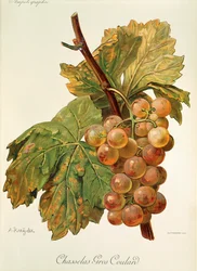 Uva Chasselas Gros Coulard por A. Kreyder