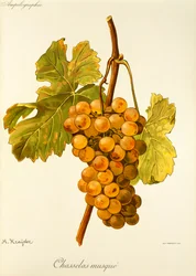Uva "Chasselas Musque" de A. Kreyder