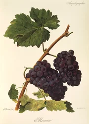 Uva Meunier por A. Kreyder