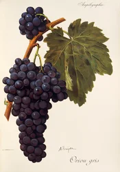 Uva Oriou Gris de A. Kreyder
