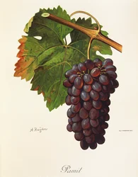Uva Pamit de A. Kreyder