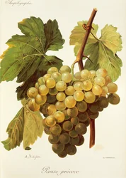 Uva Panse Precoce de A. Kreyder