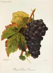 Uva Pinot Saint Laurent por A. Kreyder