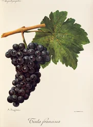 Uva Tinta Francisca de A. Kreyder