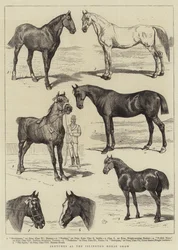 Esboços no Islington Horse Show