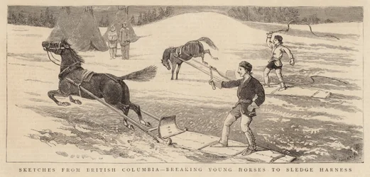 Esboços da Colúmbia Britânica, quebrando os Young Horses para Sledge Harness