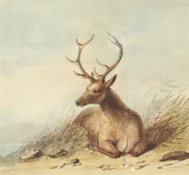 Elk, Rocky Mountains, c.1837 (lápis, caneta e tinta e aquarela sobre papel)
