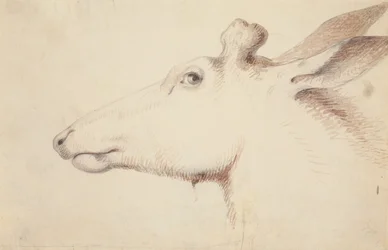 Alce. c.1837 (desenho)