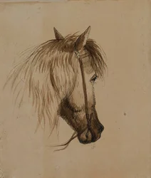 Cabeça de cavalo