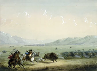 Búfalo em corrida