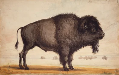 Perfumar o Breeze, c.1837 (aguarela sobre papel)