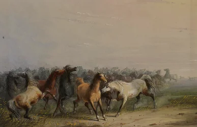 Cavalos selvagens