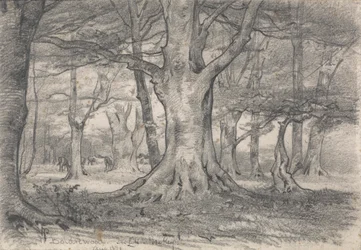 Uma Paisagem Florestal perto de Boldrewood