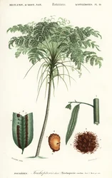 Treefern, espécies de Cyathea., 1849 (gravura)