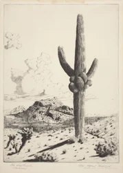 A Sentinela (Sahuaro) (gravura e aquatint)