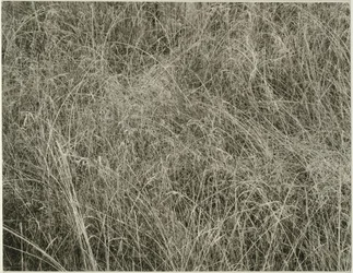 Grama, 1933.