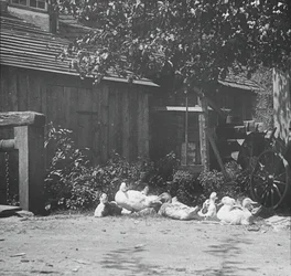 Gutach, 1894.