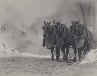 Cavalos, Nova Iorque