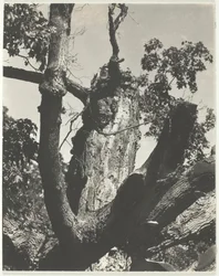 The Old Maple - Lago George, 1926.