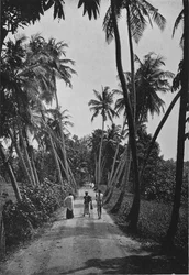 Um caminho pelos campos de arroz, c1890, 1910