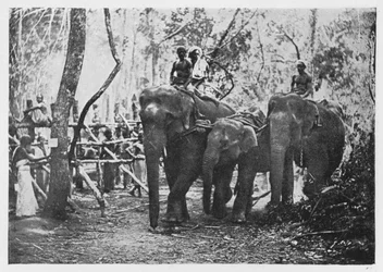 Elefante Kraaling no Ceilão - Free No Longer, c1890, 1910