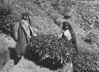 Arrancadores na propriedade do chá, Ceilão, c1890, 1910