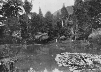 A lagoa de lótus, jardins de Hakgalla, Nuwara Eliya, c1890, 1910