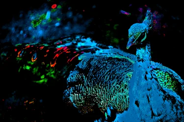 O pavão da princesa, 2012