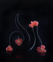 Flores cor de coral sobre preto